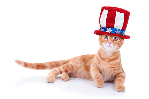 Patriotic Cat stock photo