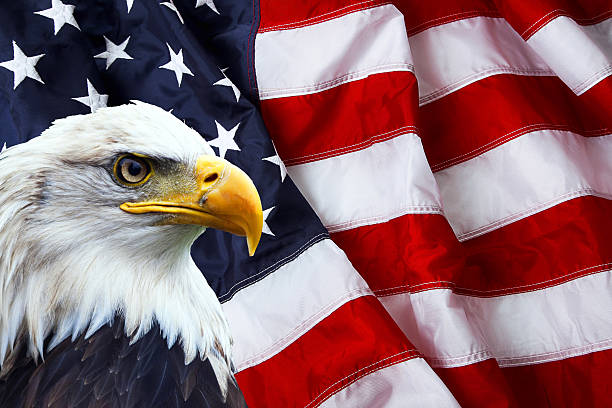 north american bald eagle con bandiera americana - culture immagine foto e immagini stock