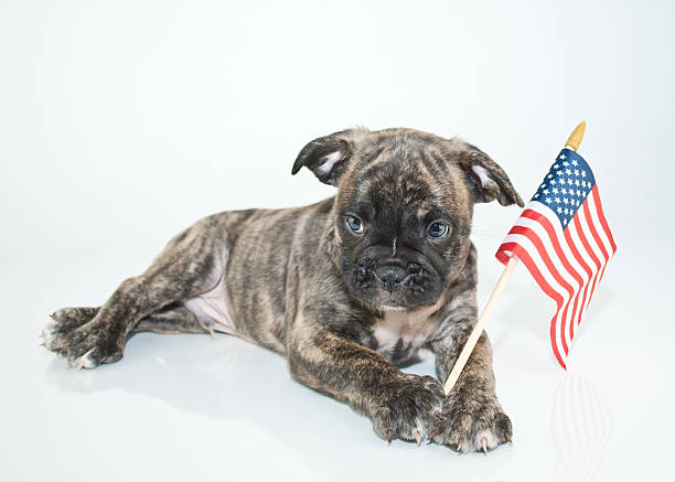 Patriotic Puppy stock photo