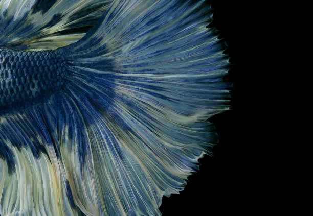 Pattern of a betta tail in an artistic style. stock photo