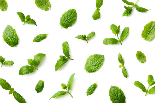 Pattern of mint leaves Pattern of mint leaves isolated on white background. Top view mint leaf culinary stock pictures, royalty-free photos & images