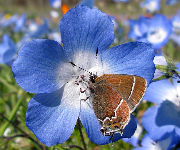 Patterned Butterfly on Baby-blue-eyes Wildflower stock photo