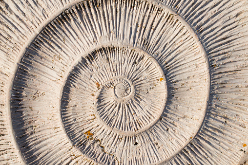 Patterns in nature. Spiral in shell. Background. Portugal, Europe