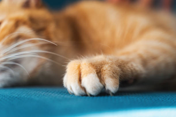 Paw with claws of a ginger cat digs into the fabric of a blue sofa, furniture protection from pets concept stock photo
