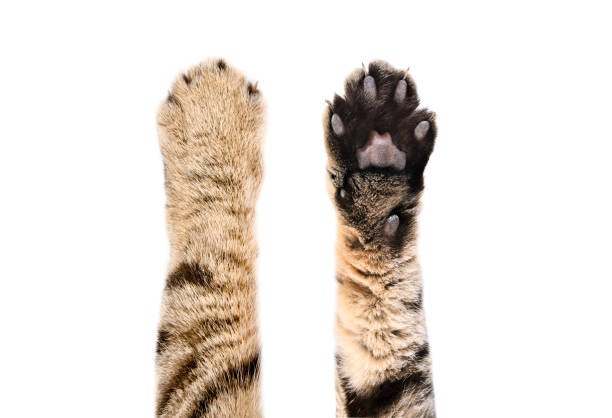 pfoten einer katze scottish straight, obere und untere ansicht, isoliert auf weißem hintergrund - tatze katze freisteller stock-fotos und bilder