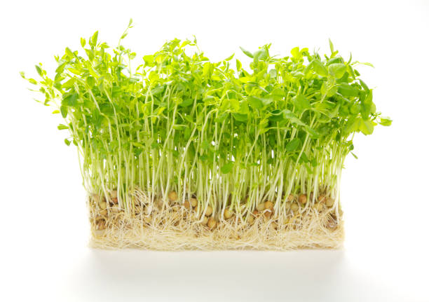 Pea sprouts stock photo