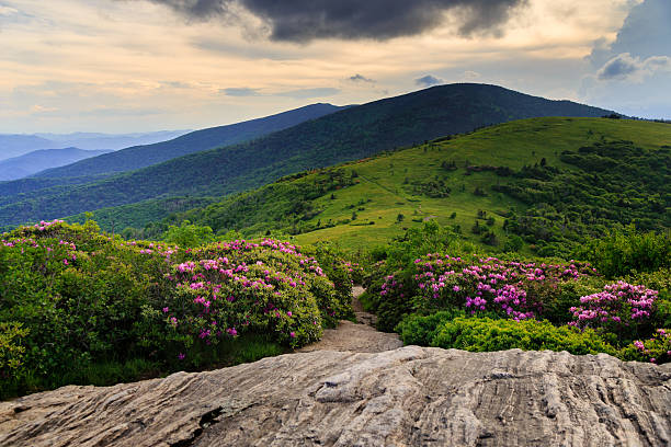 Peaceful Sunset over moutains and flowering Rhododendron stock photo