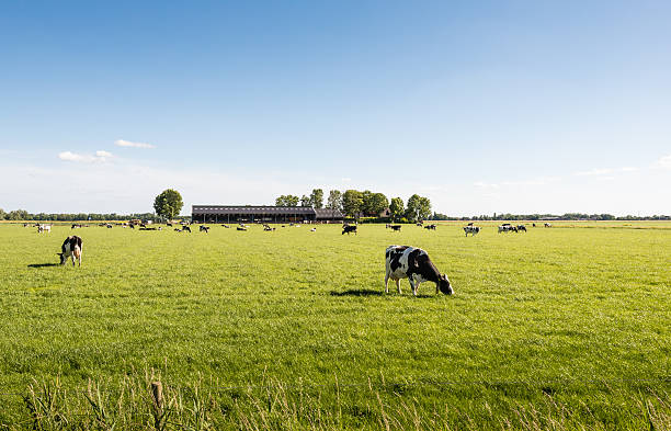 Peacefully grazing cows in a large meadow stock photo