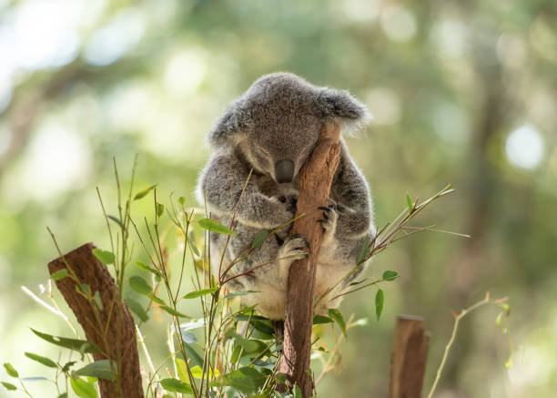 Peacefully sleeping koala on a tree trunk stock photo