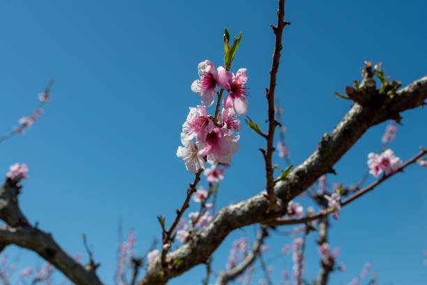 Peach Blossoms on a branch against a blue April Sky stock photo