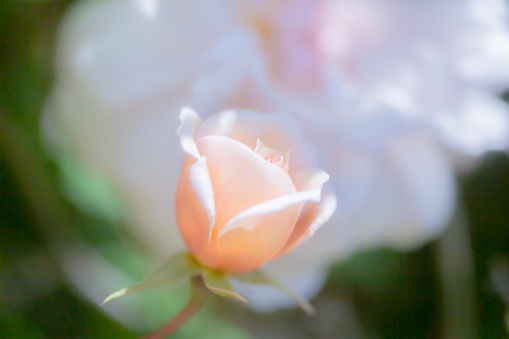 Close up photograph of peach colored rose bud with dappled sunlight. Shallow depth of field.