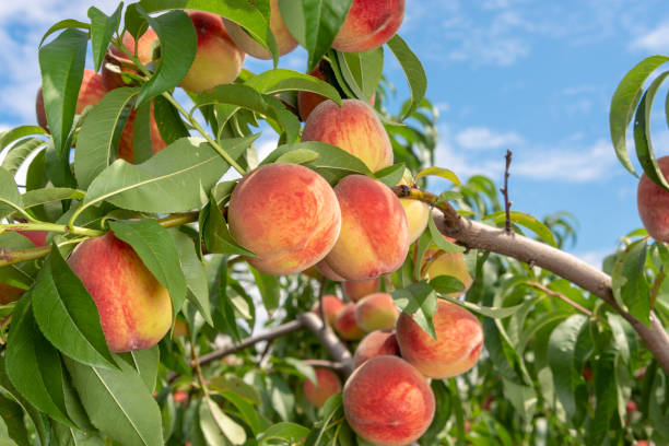 Peach fruits on a tree branch with leaves against a blue sky. Fruit Peach Garden Concept Peach fruits on a tree branch with leaves against a blue sky. Fruit Peach Garden Concept peach tree stock pictures, royalty-free photos & images