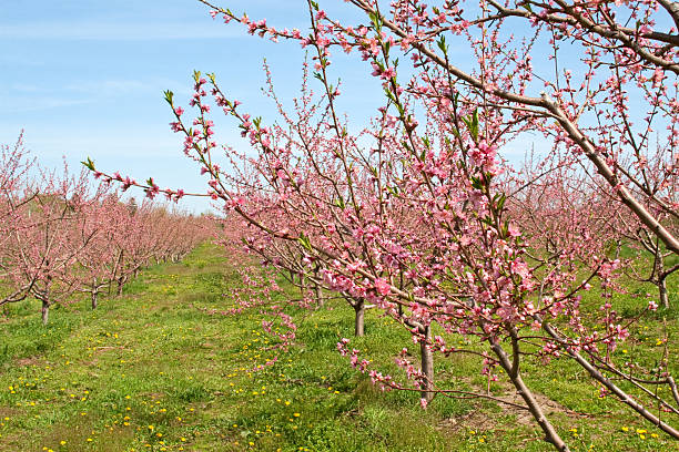Peach Orchard in Pink Blossoms stock photo