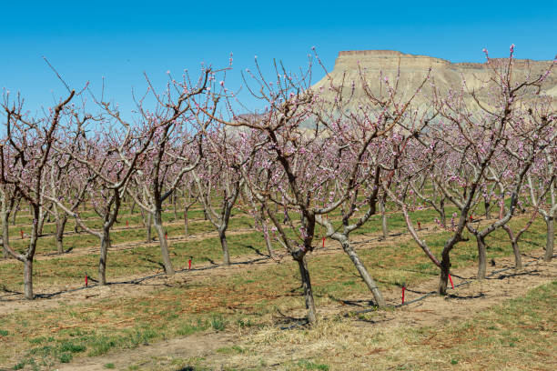 Peach Orchard with Mt. Garfield in April stock photo