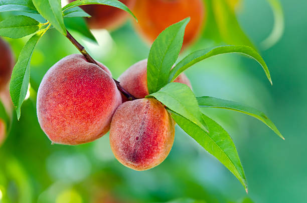 Peach tree closeup Sweet peaches growing on a peach tree branch peach tree stock pictures, royalty-free photos & images