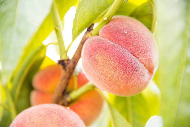 Peach tree in the garden stock photo