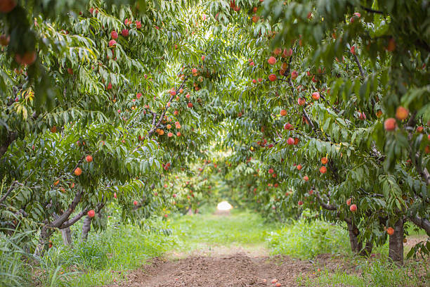 peach trees peach trees peach tree stock pictures, royalty-free photos & images