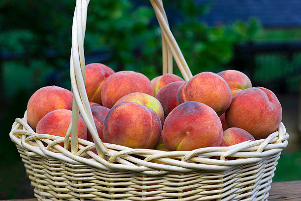 Peaches in a Basket stock photo