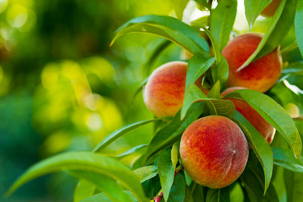 Peaches on Tree Ripe Peaches on Tree. Shallow DOF. peach stock pictures, royalty-free photos & images