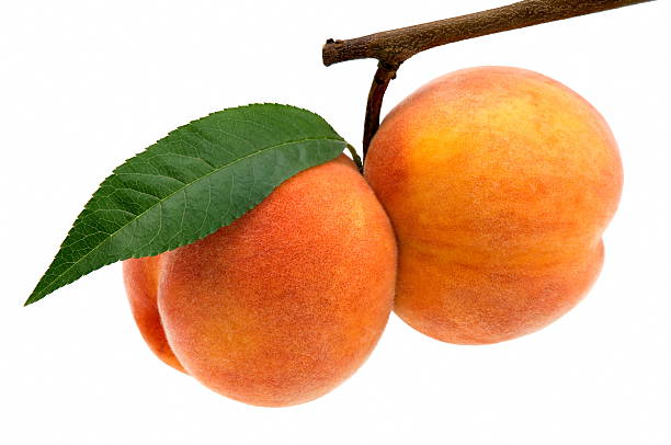 Peaches Close-up of a peaches on a tree branch against white background peach tree stock pictures, royalty-free photos & images