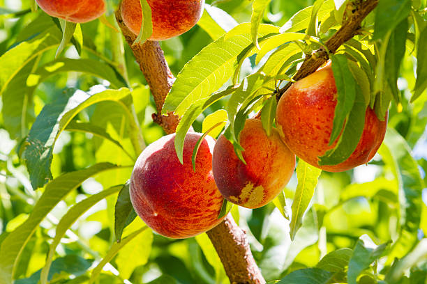 Peaches Peaches on the tree ready to be picked. peach tree stock pictures, royalty-free photos & images