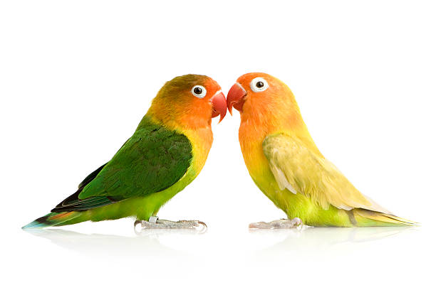 Peach-faced Lovebird  two animals stock pictures, royalty-free photos & images