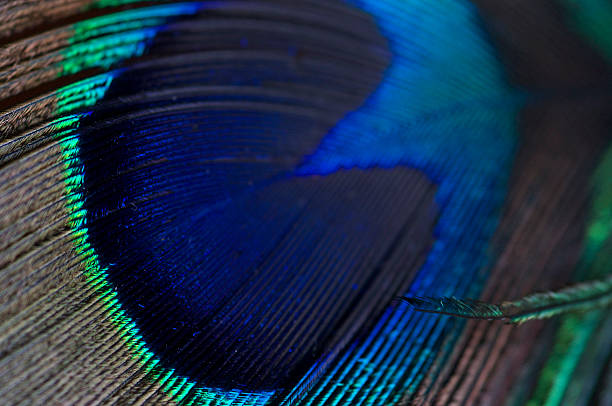 Peacock Abstract Feather stock photo