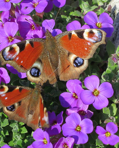 peacock butterflies - vera pauw stockfoto's en -beelden