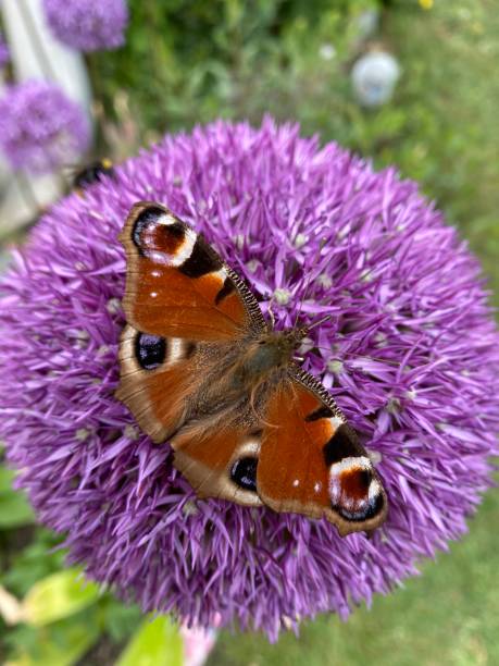 A peacock butterfly on a Allium. stock photo