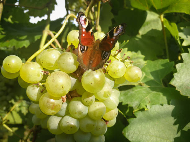 Peacock butterfly sitting on grapes stock photo