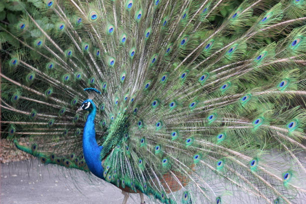 Peacock Displaying his tail stock photo