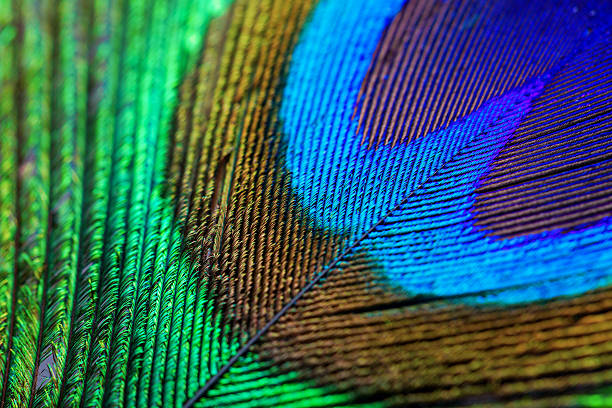 Peacock Feather closeup Macro Peacock Feather closeup Macro animal markings stock pictures, royalty-free photos & images