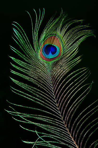 Peacock feather Beautiful peacock feather isolated on black peacock feather stock pictures, royalty-free photos & images