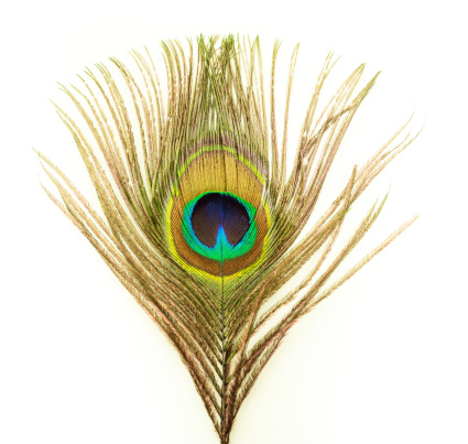 Peacock feather on white background.