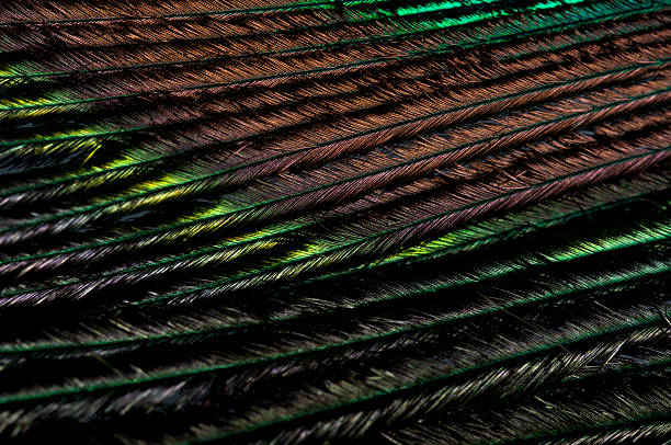 Peacock Feather stock photo