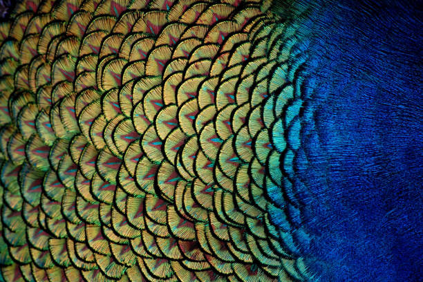 Peacock Feathers Macro Blue and green Peacock body feathers up close peacock feather stock pictures, royalty-free photos & images
