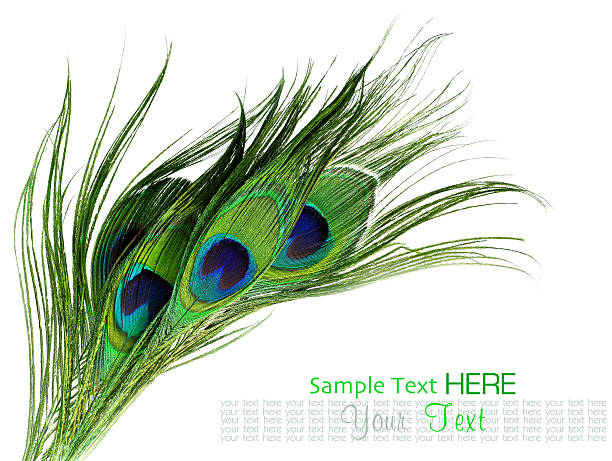 Peacock feathers on white background Peacock feathers on white background peacock feather stock pictures, royalty-free photos & images