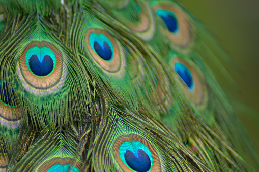 Close up Shot of Peacock Feathers