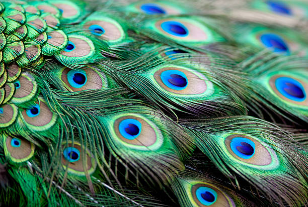Peacock Feathers Peacock Feathers peacock feather stock pictures, royalty-free photos & images