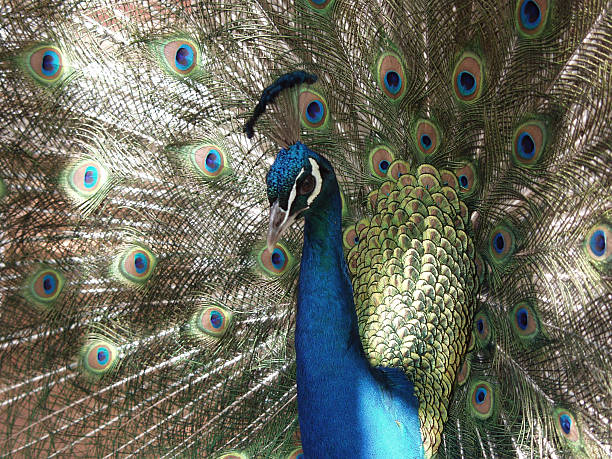 Peacock full feather stock photo