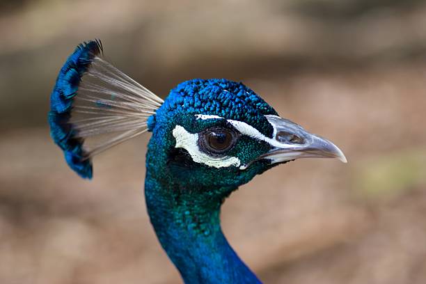 Peacock Head Close up of a peacock's headRe-uploaded as Aperture iStock plugin had uploaded at small size. stetner stock pictures, royalty-free photos & images