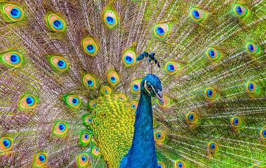 Close-up of a colorful male peacock with blue head and majestically open tail. Bright colors. Indian Peafowl, blue peacock, common peacock.