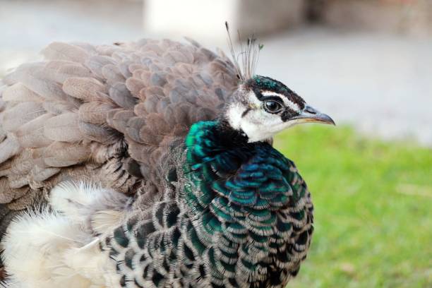 Peacock in the wild on the island of Sri Lanka stock photo