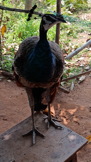 The peacock is brightly coloured, with a predominantly blue fan-like crest of spatula-tipped wire-like feathers and is best known for the long train made up of elongated upper-tail covert feathers which bear colourful eyespots. These stiff feathers are raised into a fan and quivered in a display during courtship.