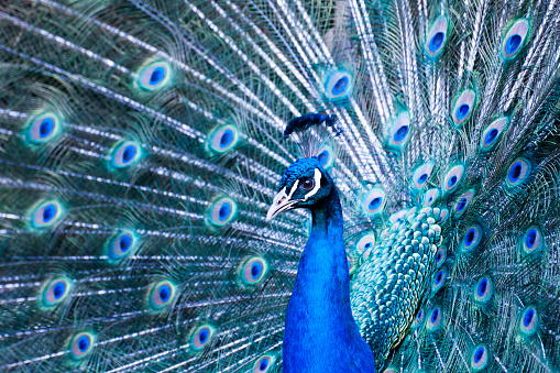 Portrait of a peacock making the wheel 