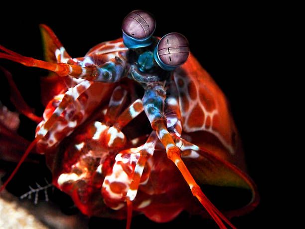 Peacock Mantis Shrimp in Indo_pacific ocean stock photo