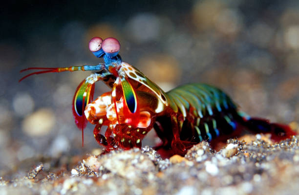 Peacock mantis shrimp stock photo