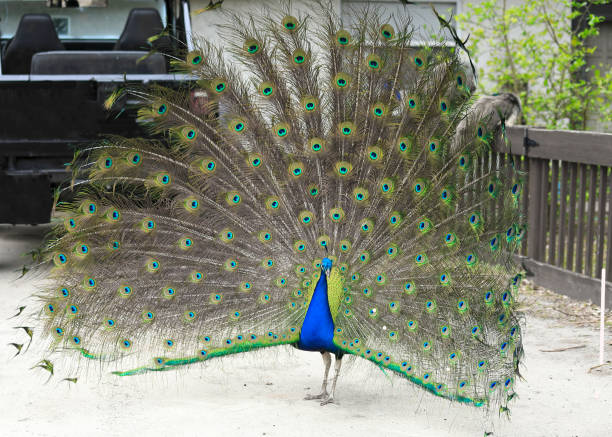 Peacock Mating Display (Peafowl) stock photo