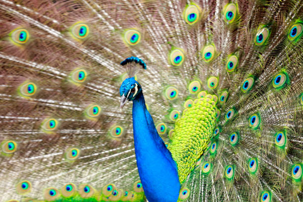 Peacock Mating Display (Peafowl) stock photo