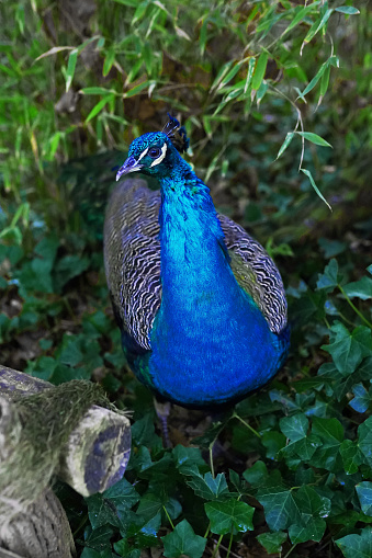 Peacock - peafowl with closed tail, beautiful representative exemplar of male peacock
